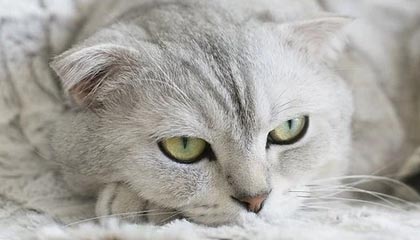 张常宁一人撑起江苏进攻 龚翔宇改打二传表现亮眼